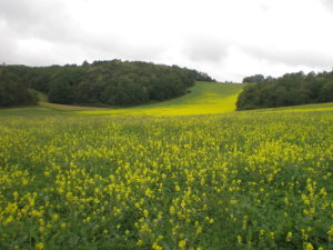 Cénac prairie