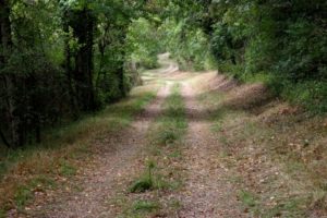 salgues sentier sous bois