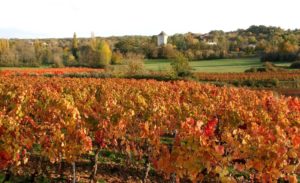 Cambayrac les vignes en automne