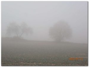 le montat brume en foret