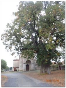 Le Bastit arbre remarquable tilleul de Sully