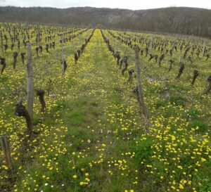 Parnac LOT vignes fleuries