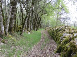 Montgesty LOT paysage sen sous bois