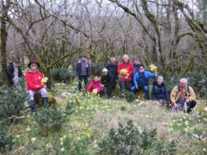 cueillette de jonquilles a Caniac du causse dans le Lot