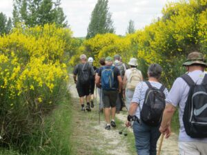 les Montapattes dans les genets à Montdoumerc