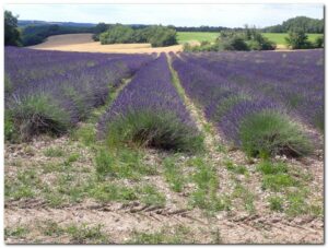 Champ de Lavande Montcuq dans le lot