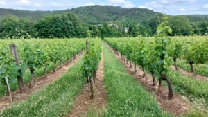 au travers des vignes à luzech dans le lot